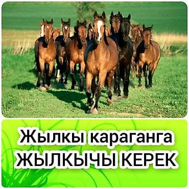 Требуется Скотник, Оплата: Сдельная, Питание