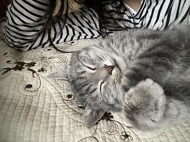 цена вислоухой кошки: Кошка даром: Беспородная, 1 год, Девочка — 1