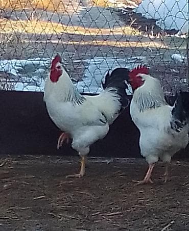 бычки 8 9 месяц: Продаю | Петух | Для разведения — 2