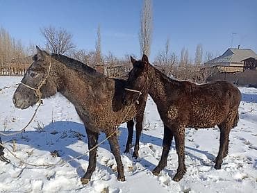 Үй жаныбарлары үчүн товарлар: Сатам | Бээ (ургаачы) — 9