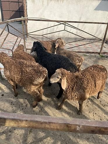 щенки шпица: Продаю | Ягненок | Для разведения — 7