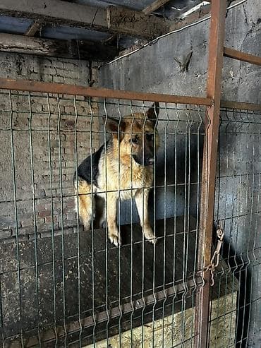 продаю петухов: Вольер для собаки из металла с дверцей - Конструкция: каркас из — 3