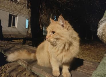 Иттер: Пушистая рыжая кошка, очень крупная, ласковая!!! Прибилась ко двору — 2