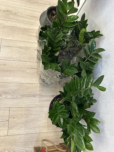 акрил листы: Замиокулькас (долларовое дерево) в горшках - Пышные кусты с плотными — 1