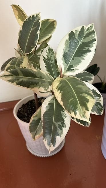 Уход и хранение одежды: Фикус эластика Tineke (вариегатный) - Декоративный куст с крупными — 2