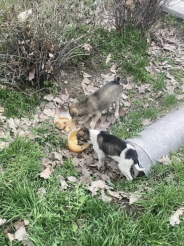 защита от собак: Уличные щенята хотят в добрые руки. Район токтогула молодая гвардия — 4