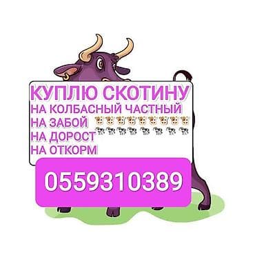 денежные ящики: Колбасный цех : Коровы, быки, | На забой, на мясо — 1