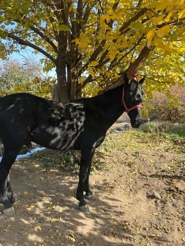 собачий дом: Сатам | Байтал | Жумушка — 1