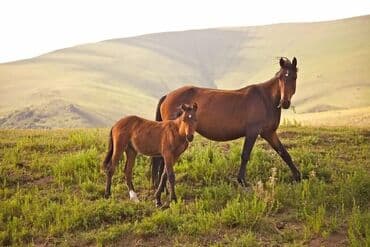 купить дом в бишкеке: Конная прогулка на иссык-куле 🐎 0️⃣5️⃣0️⃣2️⃣3️⃣2️⃣9️⃣4️⃣7️⃣1️⃣☎️ + — 6