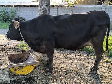 пчелы матки: Продаю | Корова (самка) | Для молока | Привязанные — 3