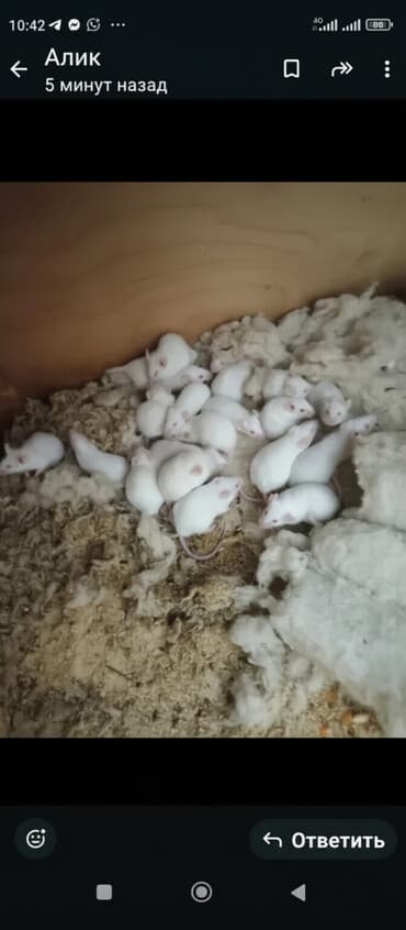 крыса дамбо: По 200 сомов,есть всрослые и беременные
по городу доставка есть — 1