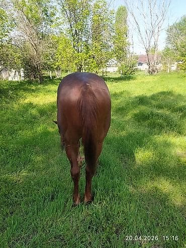 калифорния соолжан: Айгыр сатылат 5 жашта. Бою 1,60. улак уйур коро элек. Баасы 220 мин — 2