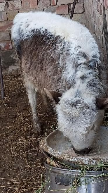 эркек торпок: Сатам | Кунаажын | Бордоп семиртүү үчүн | Байланган — 1