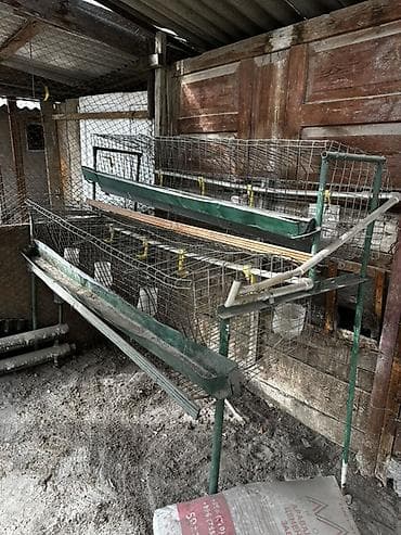 лотки под яйца: Клетки и оборудование для содержания птицы,2 клетки за 5000 с - — 1