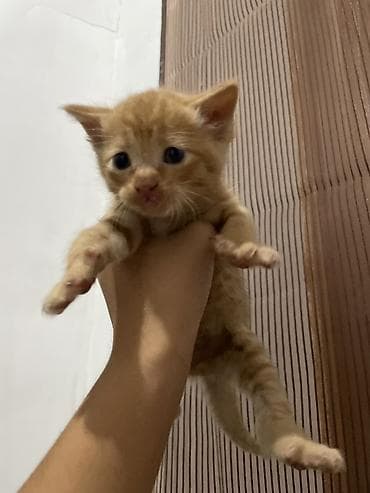 cat sofa: Мышык сатабыз алам дегендер болсо жазып койуңуздар. 1)сары мышык 500с — 2