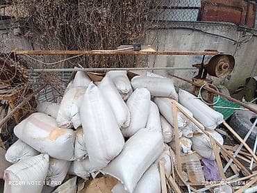 атлас анатомии: Апилка — 1