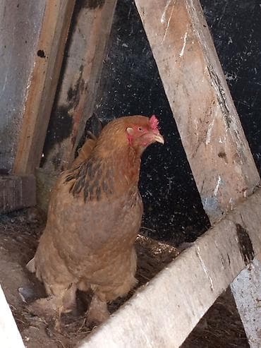 жерсийский гигант: Продаю | Куры | Кохинхин | Для разведения — 3