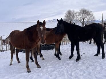 лошадь кобыла: Продаю | Жеребец, Кобыла (самка), Жеребенок | Рабочий — 1