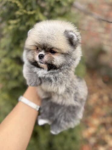 купить лабрадора: Шпиц, 1 месяц, Самец, С родословной — 2