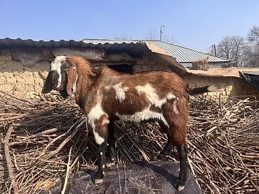 ахалтекинская лошадь цена: Продаю | Козёл (самец) | Для разведения | Племенные — 1