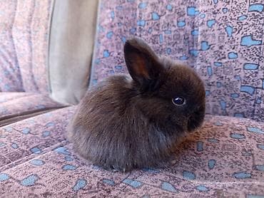 отдам собаку в хорошие руки бишкек: Декоративные крольчата (несколько окрасов: черный, темно-шоколадный — 1