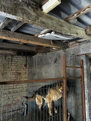 Обои: Вольер для собаки из металла с дверцей - Конструкция: каркас из — 8