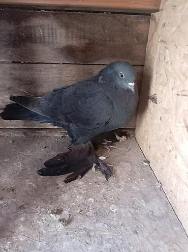 обмен на дакан: ПРОДАЮТСЯ ВМЕСТЕ ДВА САМЦА ГОТОВЫЕ К СПАРИВАНИЮ. ОДИН ТАСМАН, ВТОРОЙ — 1