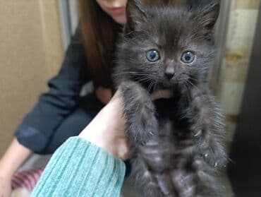 в связи с переездом отдам попугая жако в добрые руки: Очаровательный черный котенок девочка по имени плюша - Окрас — 2