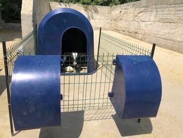 на ферме есть куры козлы и коровы: Домики для телят. Ферма, корова, стельная, молоко, ветеринар, телята — 4