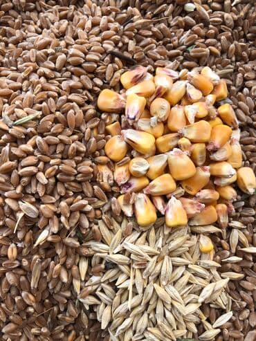 дробилка кара балта: Корм оптом и розницу! Доставка по Канту! Кукуруза Пшеницы Ячьмень — 1