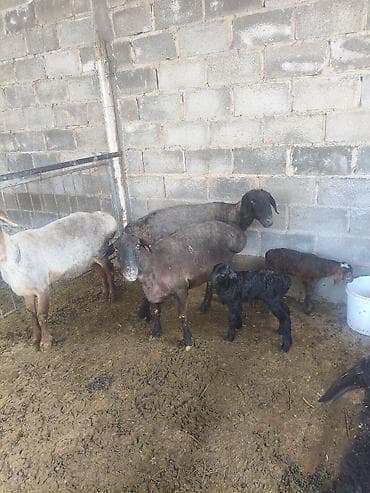 Лошади, кони: Продаю | Овца (самка) | Для разведения | Матка — 2