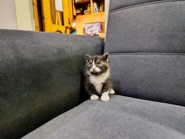 вислоухая кошка сколько стоит: Продаю котят шотландских вислоухих - Окрас: полосатый/белый (табби) и — 4