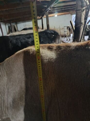 собака доберман сколько стоит: Продаю | Корова (самка) | Симментальская | Для молока — 2