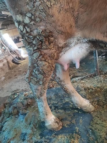 Продаю | Корова (самка) | Для молока | Привязанные at lalafo.kg Продаю | Корова (самка) | Для молока | Привязанные