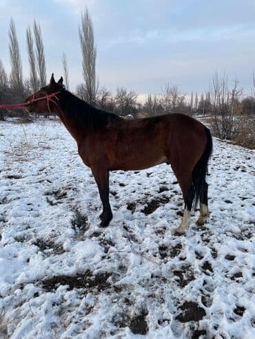 уй сан: Продаю | Жеребец | Рабочий — 9