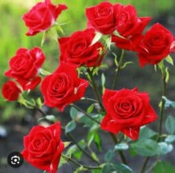 декоративные растения: Саженцы цветка: Розы, Платная доставка — 5
