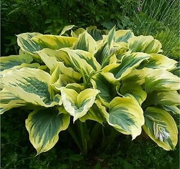 кайма: Хоста Либерти 800с в наличии много разной хосты, спрашивайте. есть — 1