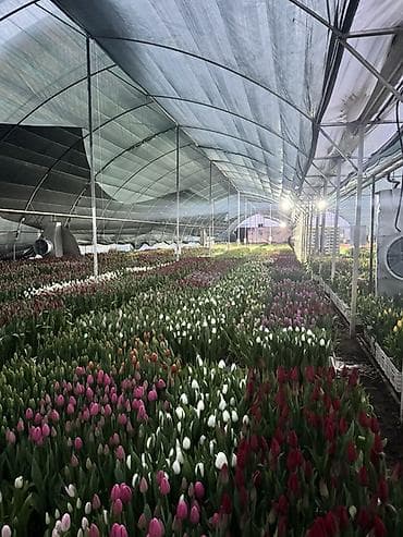 продукты для суши оптом: Тюльпаны ОПТОМ ОПТОМ
ДОСТАВКА БЕСПЛАТНАЯ
ОТ 200 шт‼️‼️ — 1