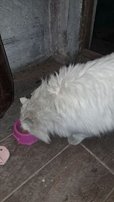 Отдам даром кошку: Нашли белую кошку район 1 Киргизия. Кошка тактильная (вроде кошка) — 4