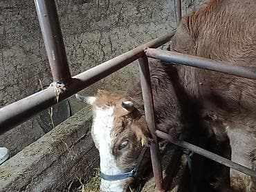 Аквариумдар: Сатам | Уй (ургаачы) | Симментал — 4