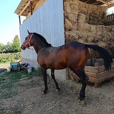 яйцо инкубационное бройлер: Продаю | Жеребец | Конный спорт — 7