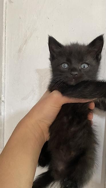 черные котята: 4-Котята домашние, окрас: - черный (2 малыша) — густой бархатный мех — 2