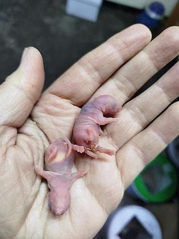 клетка для крыс: Продам взрослых крыс. есть голыши. крыски разного возраста — 7