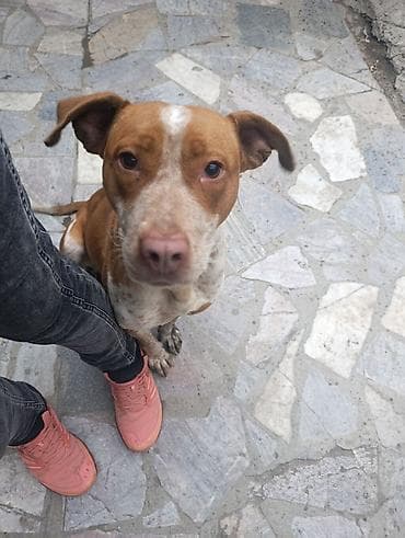 собаки питбули: Собака даром: Бультерьер, 1 год, Самка — 1