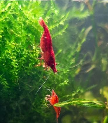 свежая живая рыба: Креветки Neocaridina (red cherry) для аквариума. 🦐🐠 Аквариумные жители — 3