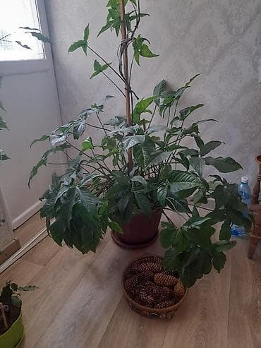 растение для дома и офиса: Только звонить по номеру, в сообщения не отвечаю. Оптом или поштучно — 9