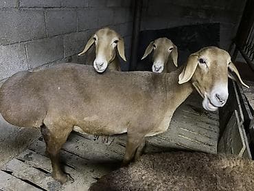 Продам с/х животных: Продаю | Овца (самка) | Гиссарская, Арашан — 10