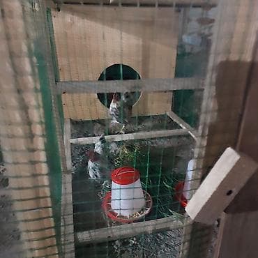 готовый курятник купить: Всё включено! взял и поставил или поларил) живой уголок для детей в — 8