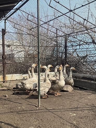 отдам даром попугая жако: Продаются гуси 2500 торг уместен самовывоз, Сокулук — 1