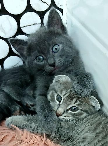 купить котенка шотландца: Вислоухий котёнок Скоттиш фолд. - Окрас: серый табби — 3